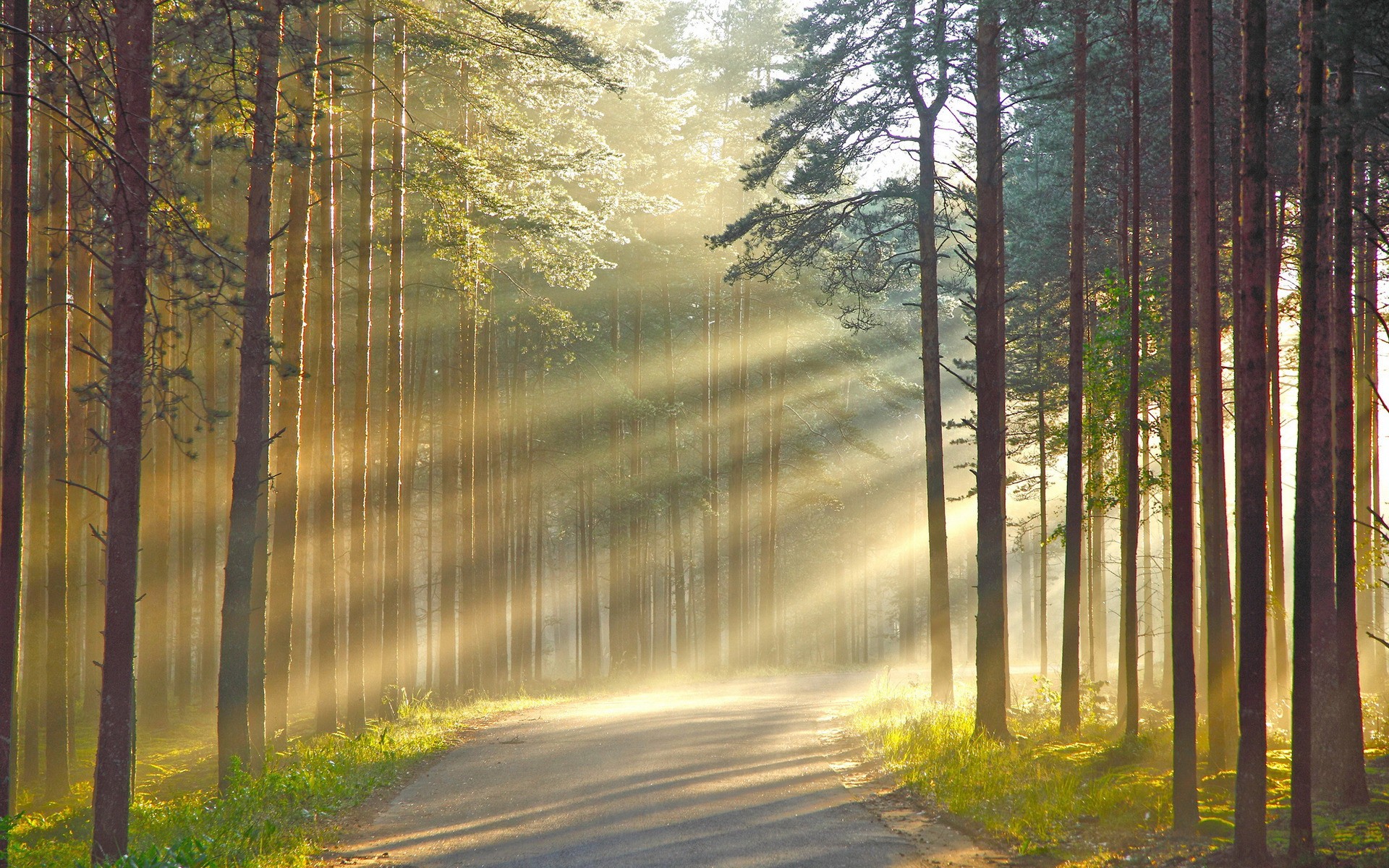 Golden sunlight streaming through pine trees along a misty forest road at dawn